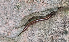 Aniulus