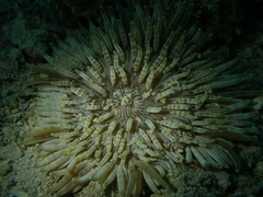Heteractis