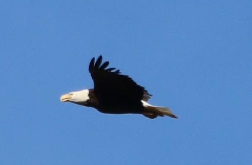 Bald Eagle photographed in Alabama