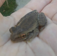 Osteopilus septentrionalis