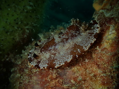Aphelodoris gigas