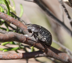 Lepispilus rotundicollis
