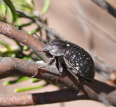 Lepispilus rotundicollis