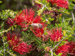 Melaleuca cyrtodonta