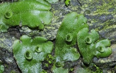 Marchantia paleacea
