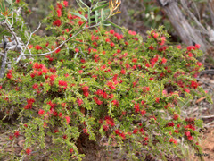 Melaleuca cyrtodonta