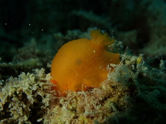 Dendrodoris fumata