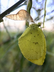 Eurema mandarina