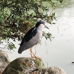 Nycticorax nycticorax