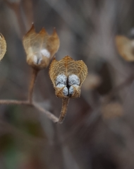 Trichostema dichotomum image