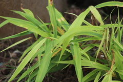 Zingiber officinale