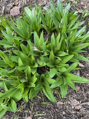 Scilla peruviana