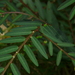 Phyllanthus virgatus - Photo (c) Dinesh Valke, μερικά δικαιώματα διατηρούνται (CC BY-NC-SA)
