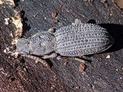 Nyctoporis sponsa