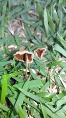 Basidiomycota