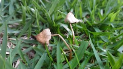 Basidiomycota