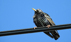Sturnus vulgaris