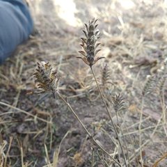 Tetramerium nervosum
