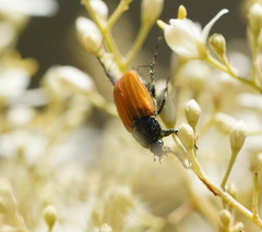 Phyllotocus rufipennis