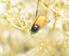 Phyllotocus rufipennis