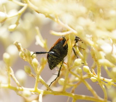 Phyllotocus rufipennis