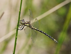 Eusynthemis virgula