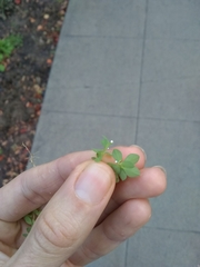 Euphorbia peplus