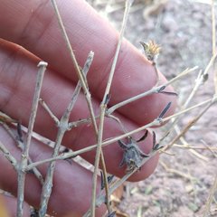Tetramerium nervosum