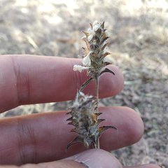 Tetramerium nervosum