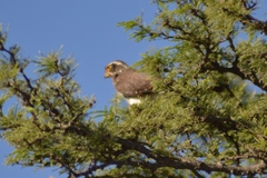 Spiziapteryx circumcincta