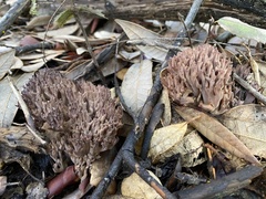 Ramaria violaceibrunnea