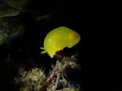 Dendrodoris