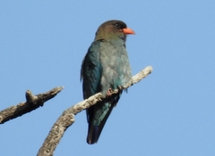 Eurystomus orientalis pacificus