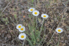 Erigeron tracyi