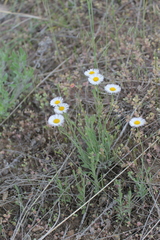 Erigeron tracyi