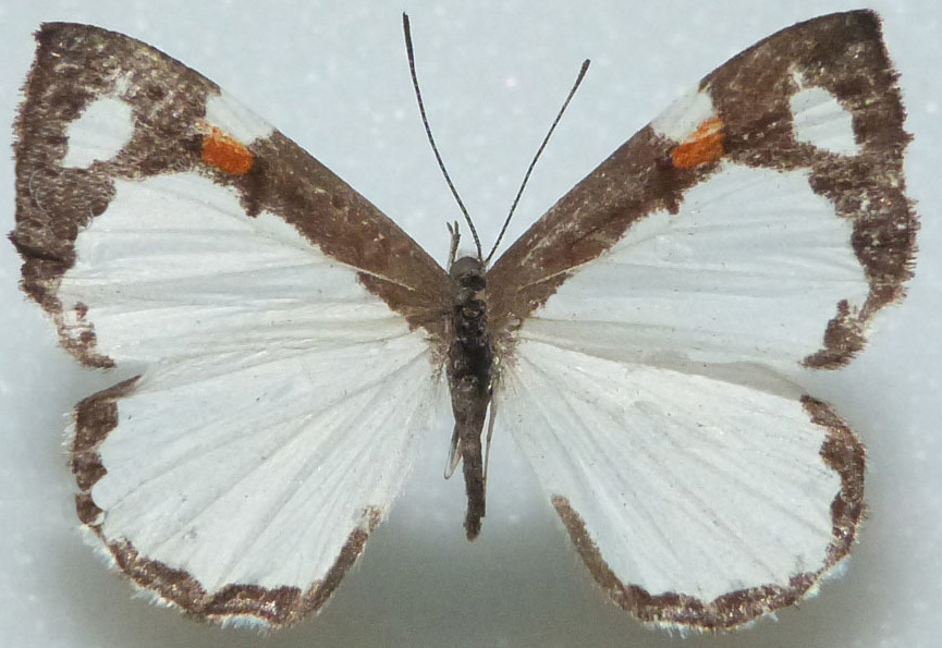 Baeotis kadenii