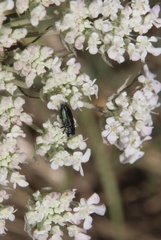 Bilyaxia