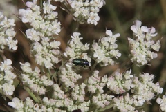Bilyaxia