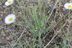 Erigeron tracyi