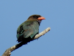 Eurystomus orientalis pacificus