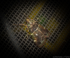 Orthaga atribasalis
