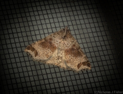 Lithilaria proestans