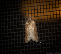 Nycteola indica