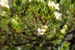 Pimelea suteri