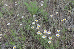 Erigeron tracyi