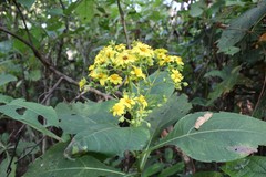 Rumfordia floribunda