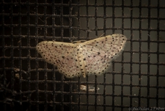 Idaea punctatissima
