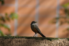 Turdus rufiventris
