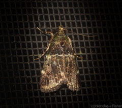 Orthaga atribasalis