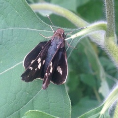 Thespieus macareus